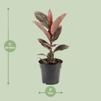 Ficus elastica Belize (gummitræ) – Ø17 cm, 55 cm høj