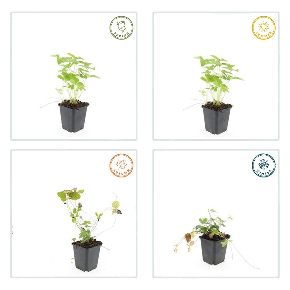 Fragaria vesca (aardbei) – 60 planten, Ø9 cm, 10–25 cm hoog
