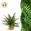2× Nephrolepis exaltata Green Lady (fougère-épée) avec panier – Ø12 cm, 25 cm de haut