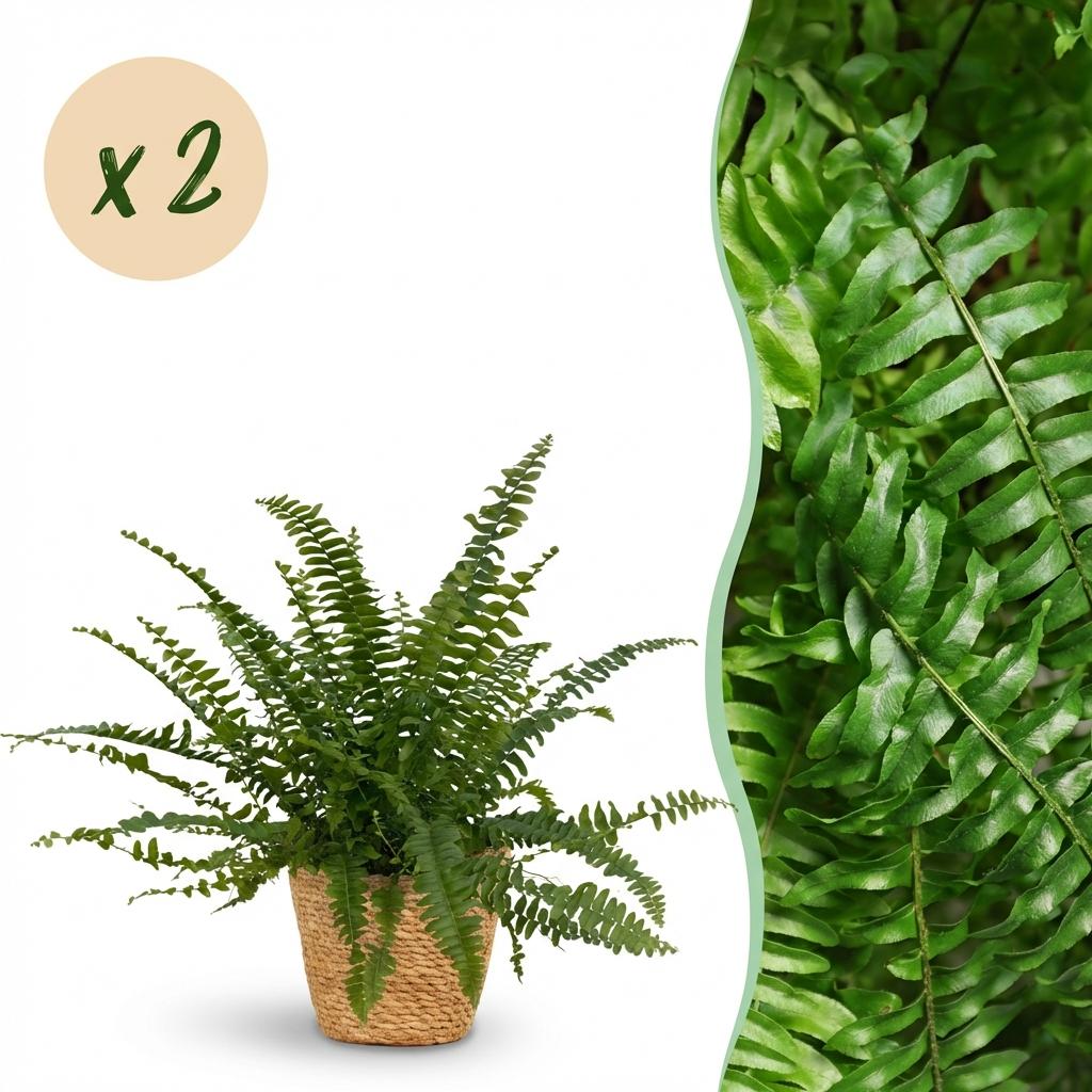 2× Nephrolepis exaltata Green Lady (fougère-épée) avec panier – Ø12 cm, 25 cm de haut