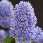 Ceanothus thyrsiflorus repens (Amerikaanse sering) op stam – Ø19 cm, 90 cm hoog