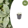 Stachys byzantina 'Silver Carpet' (Eselsohr) – 6 Pflanzen, Ø 9 cm, 10–25 cm hoch