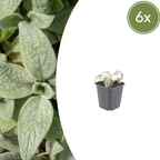 Stachys byzantina 'Silver Carpet' (Eselsohr) – 6 Pflanzen, Ø 9 cm, 10–25 cm hoch