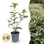 Olive willow (Elaeagnus) – 40 plants, Ø9 cm, 25–35 cm high