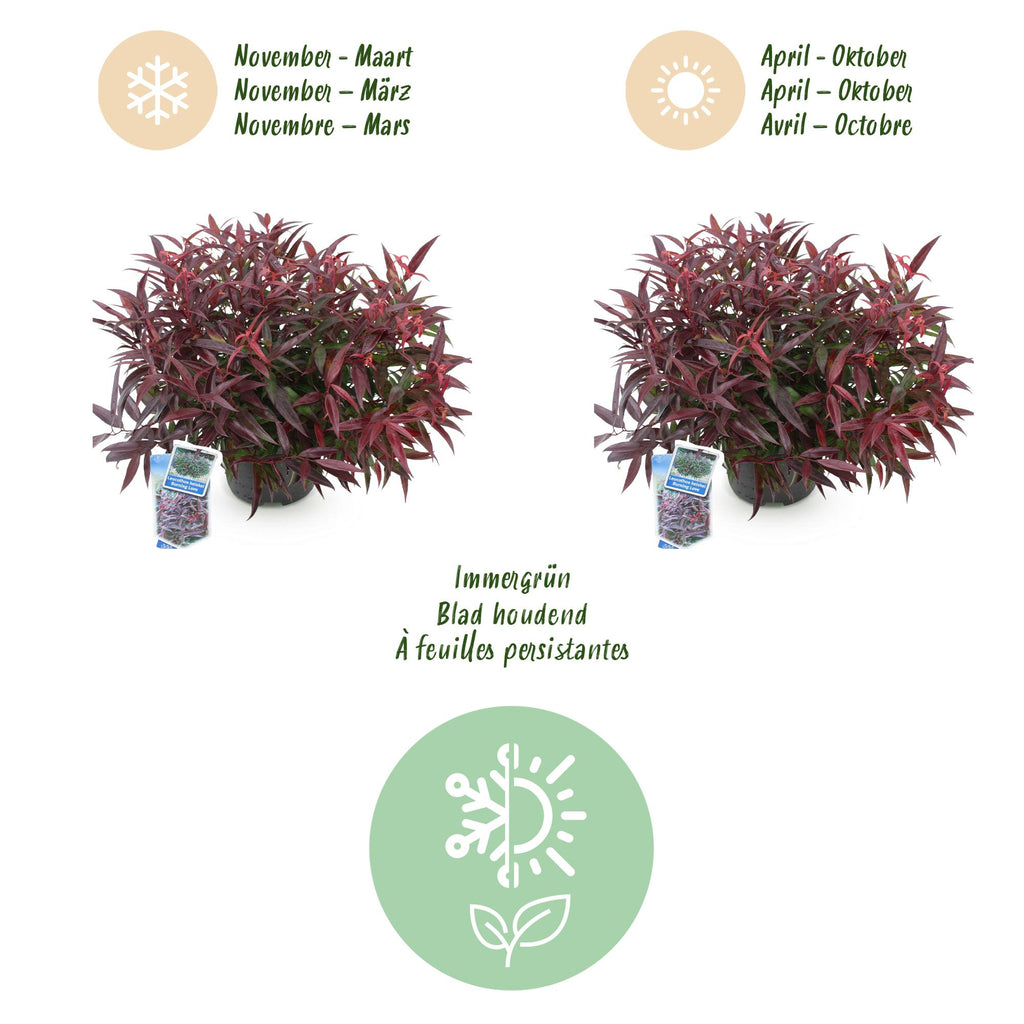Leucothoe 'Burning Love' – rot – 2 Pflanzen, Ø17 cm, 45 cm hoch – Bild 9