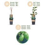 Actinidia arguta 'Issai' (kiwi) – 2 plants, Ø15 cm, 50 cm de haut