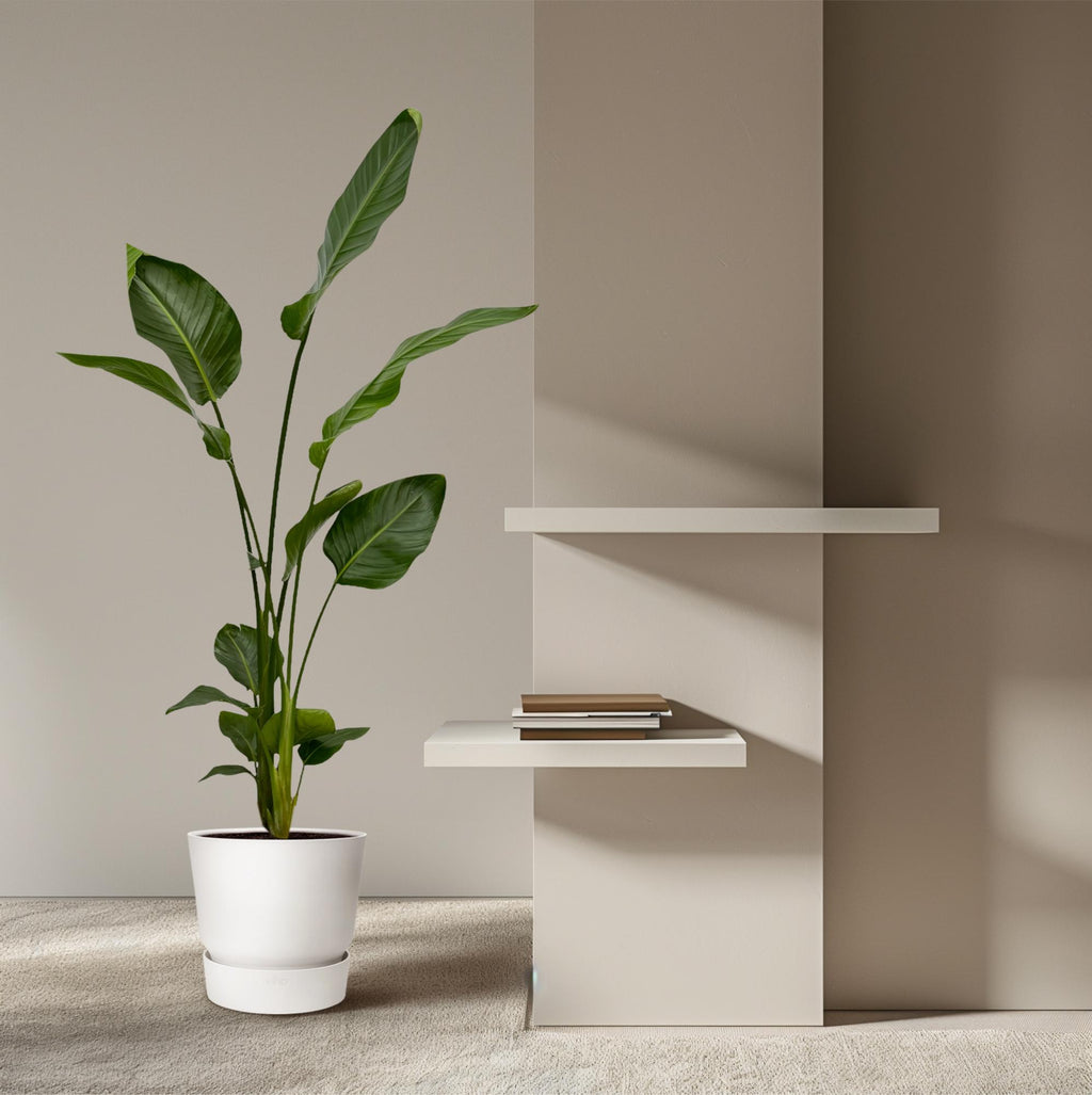 2× Strelitzia nicolai (vit paradisfågelblomma) – Ø17 cm, 130 cm hög – bild 5