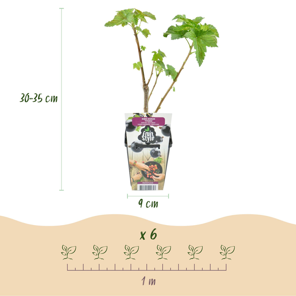 Ribes nigrum 'Titania' (bessenstruik) – 3 planten, Ø9 cm, 35 cm hoog