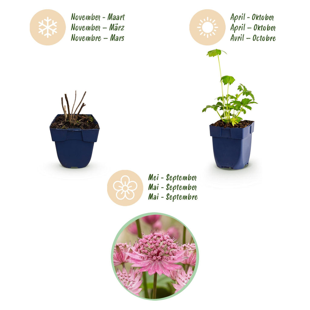 Astrantia major (astrantie majeure) – rose-blanc – 6 plantes, Ø11 cm, 15–25 cm de haut – photo 4