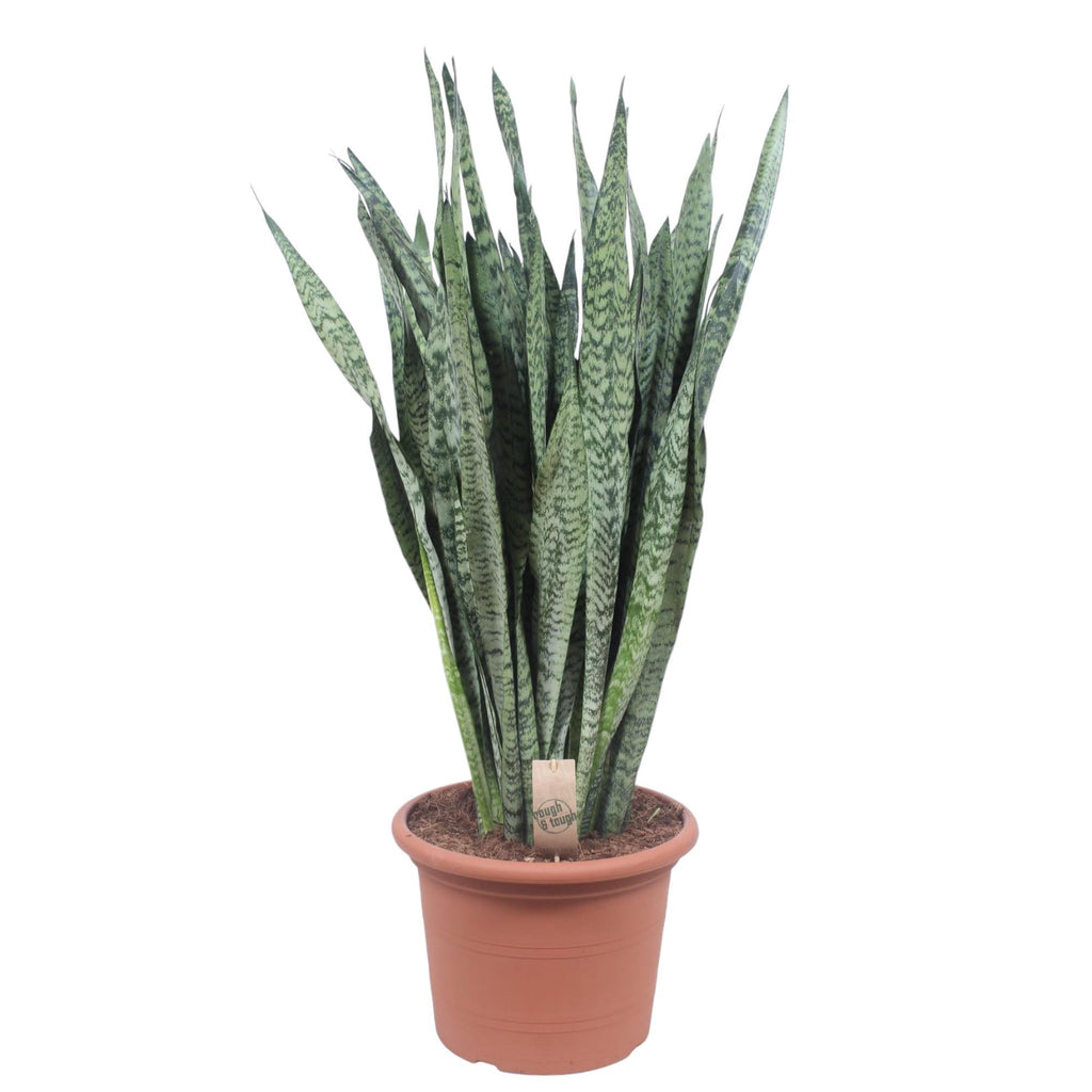 Sansevieria Zeylenica (mother-in-law's tongue) – Ø35 cm, 110 cm high