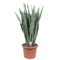 Sansevieria Zeylenica (mother-in-law's tongue) – Ø35 cm, 110 cm high