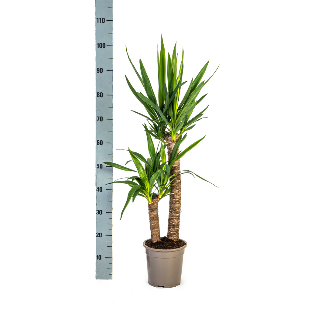 Yucca elephantipes – Ø19 cm, 70–90 cm høj