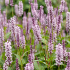 Persicaria amplexicaulis 'Rosea' (Echte Ampferblume) – rosa – 3 Pflanzen, Ø 11 cm, 15–25 cm hoch