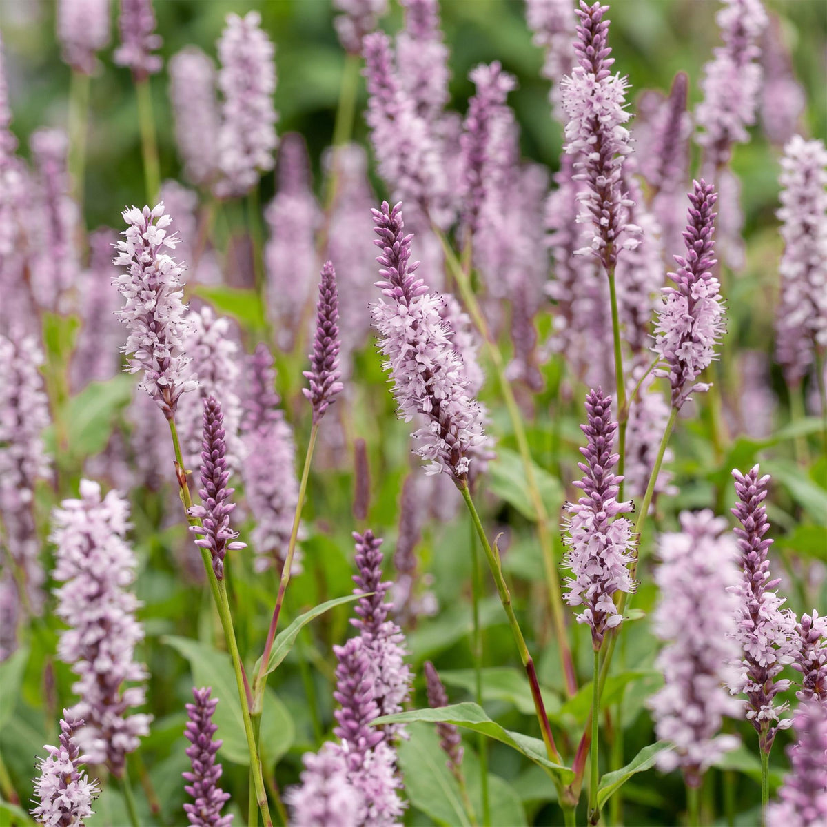 Persicaria amplexicaulis 'Rosea' (Echte Ampferblume) – rosa – 3 Pflanzen, Ø 11 cm, 15–25 cm hoch – Bild 5