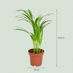 4× Areca Dypsis Lutescens (Goldfarn) – Ø12 cm, 40 cm hoch