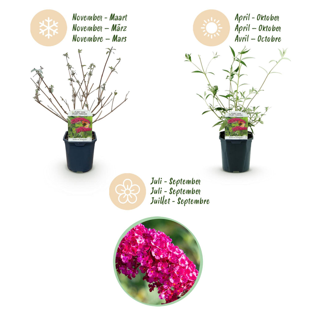 Buddleja davidii 'Royal Red' (vlinderstruik) – rood – Ø17 cm, 45 cm hoog
