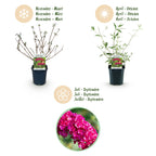 Buddleja davidii 'Royal Red' (vlinderstruik) – rood – Ø17 cm, 45 cm hoog