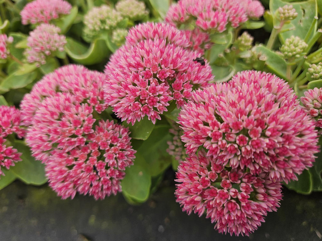 Sedum 'Herbstfreude' (stonecrop) – 6 plants, Ø9 cm, 10–25 cm high