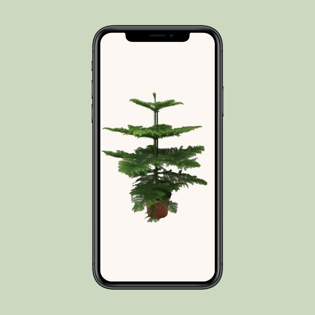 Araucaria Heterophylla (arbre de Noël) – Ø21 cm, 70 cm de haut – photo 4