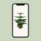 Araucaria Heterophylla (arbre de Noël) – Ø21 cm, 70 cm de haut
