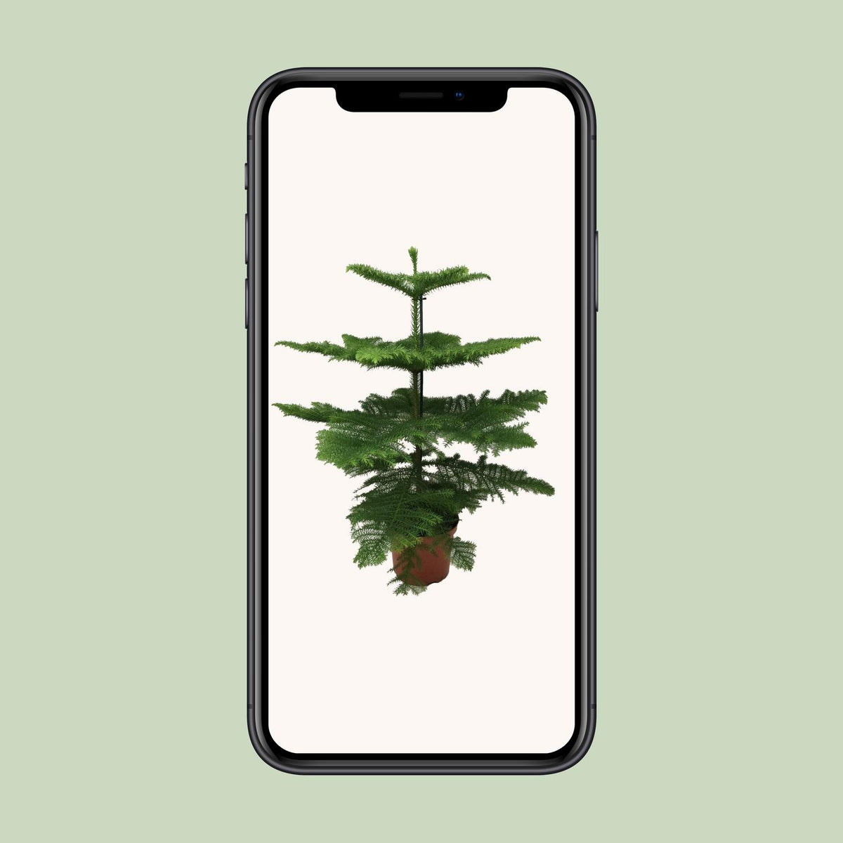 Araucaria Heterophylla (arbre de Noël) – Ø21 cm, 70 cm de haut – photo 4