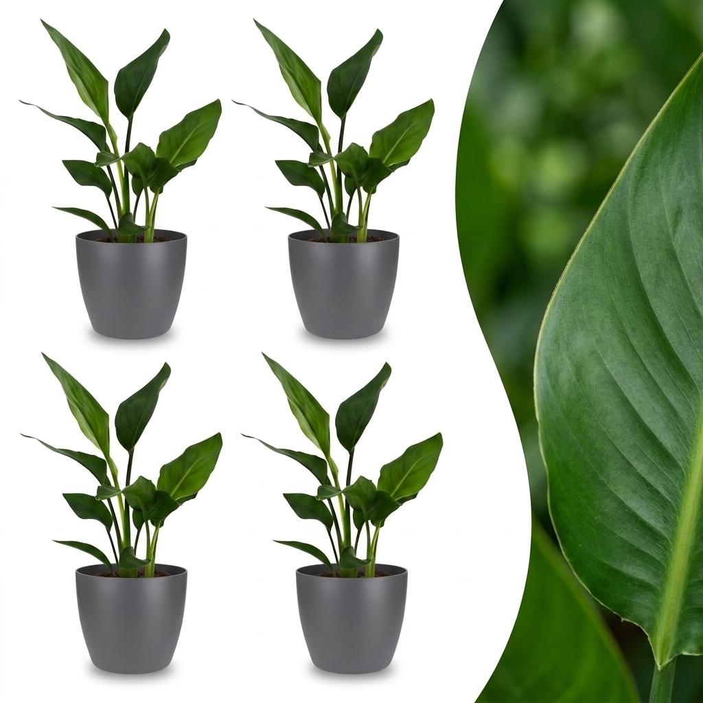 4× Strelitzia reginae (paradisfugleblomst) i grå Potter-pottedskjulere – Ø12 cm, 35 cm høj