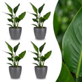 4× Strelitzia reginae (paradisfugleblomst) i grå Potter-pottedskjulere – Ø12 cm, 35 cm høj