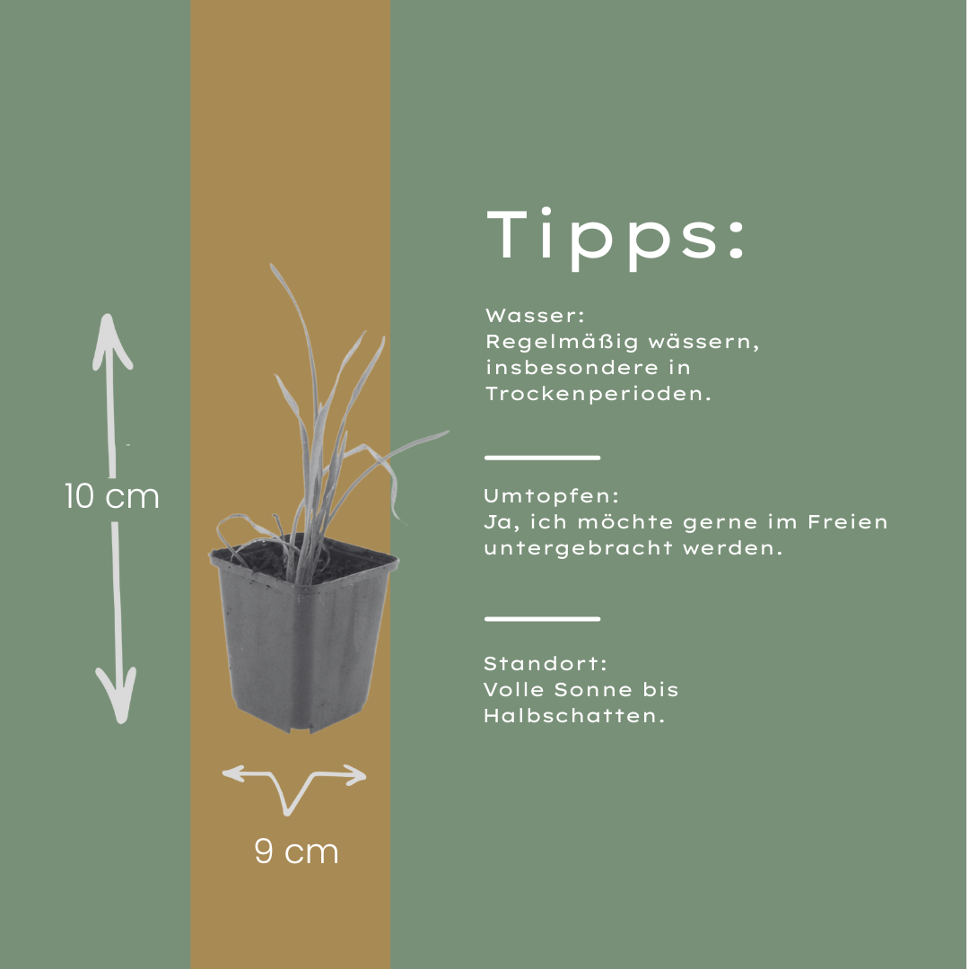 Hemerocallis 'Stella De Oro' (hémérocalle) – 60 plants, Ø9 cm, 10–25 cm de haut – photo 4