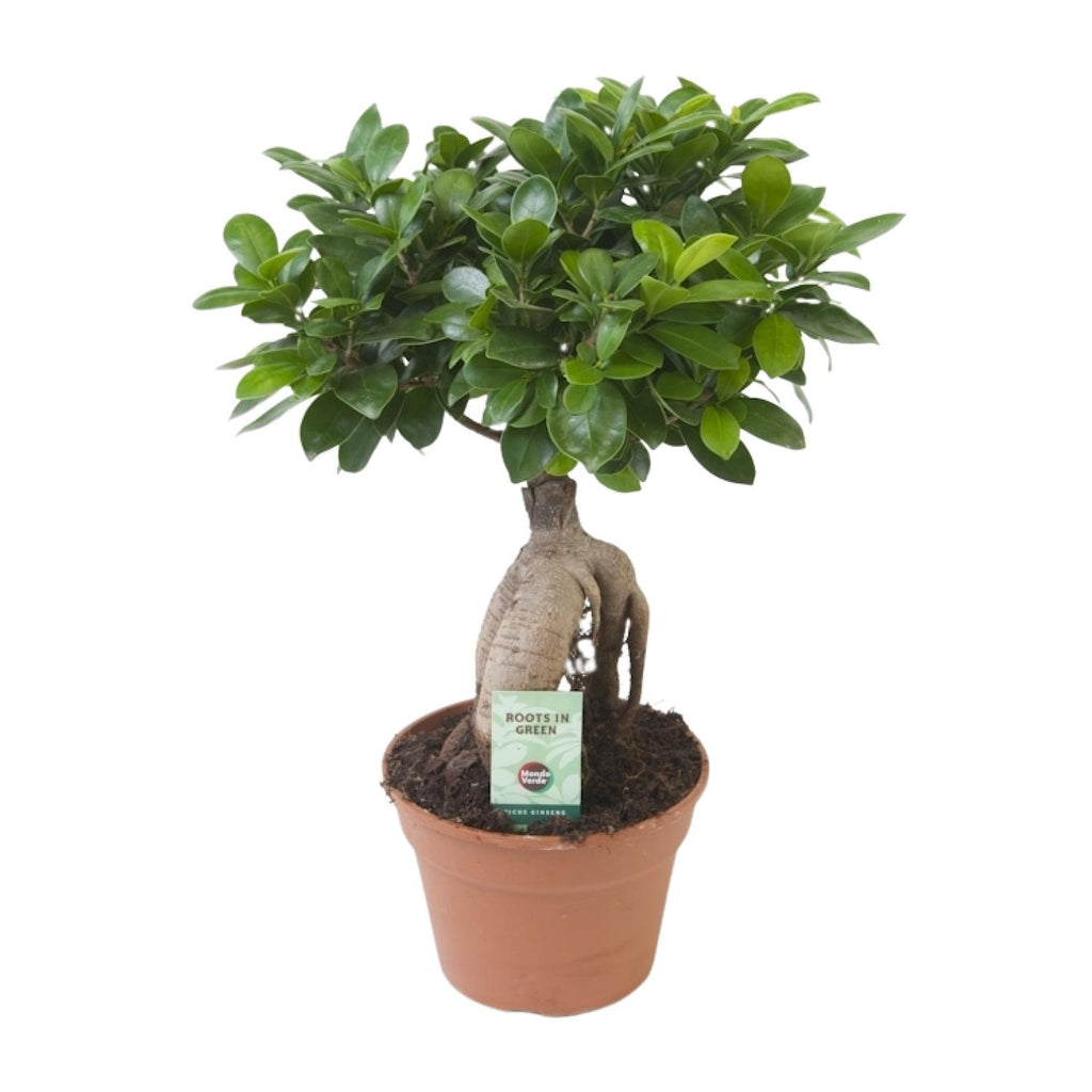 Ficus Ginseng – Ø17 cm, 40 cm høj