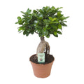 Ficus Ginseng – Ø17 cm, 40 cm høj