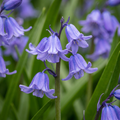 Hasenglöckchen (Hyacinthoides non-scripta) – 20 Blumenzwiebeln (Zwiebelgröße 7/8)