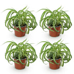 4× Chlorophytum comosum Bonnie (græsløg) – Ø12 cm, 20–25 cm høj