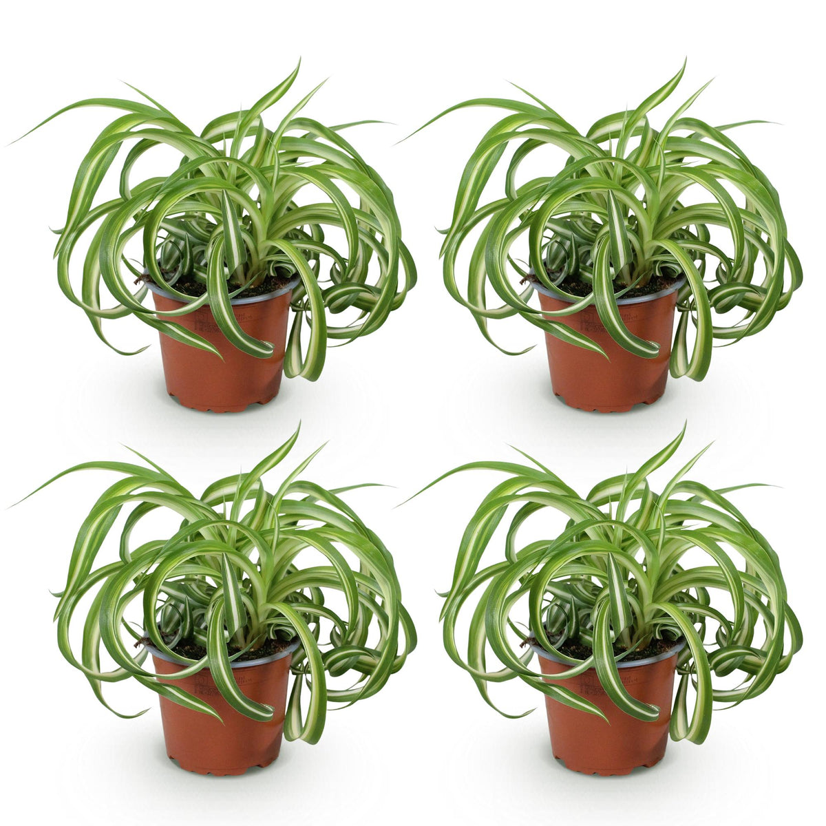 4× Chlorophytum comosum Bonnie (græsløg) – Ø12 cm, 20–25 cm høj