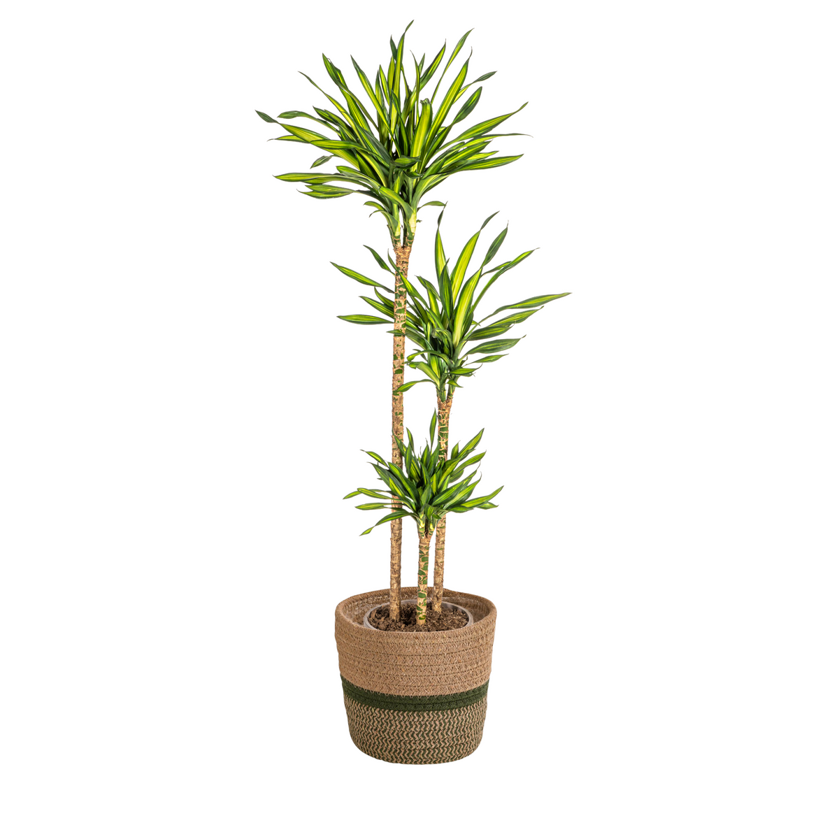 Dracaena Deremensis Rikki (drakenboom) met mand – Ø24 cm, 130–150 cm hoog