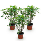 Hydrangea panniculata 'Limelight' (panicle hydrangea) – 3 plants, Ø12 cm, 20–30 cm high