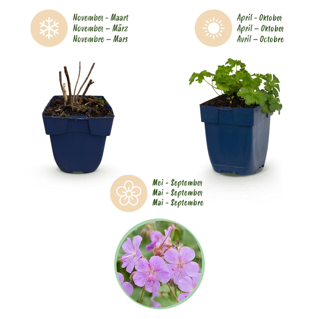 Géranium cantabrigiense 'Cambridge' (griffe de sorcière) – rose clair – 6 plantes, Ø11 cm, 15–25 cm de haut – photo 4