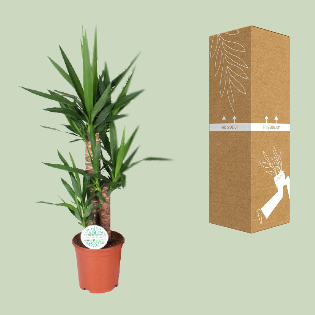 Yucca – Ø21 cm, 90 cm høj – art. 15939