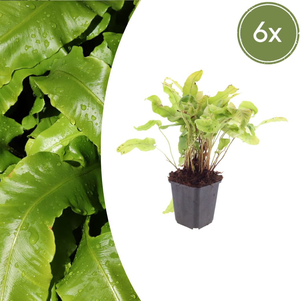Asplenium scolopendrium (Schuppenfarn) – 6 Pflanzen, Ø9 cm, 10–25 cm hoch