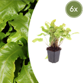 Asplenium scolopendrium (Schuppenfarn) – 6 Pflanzen, Ø9 cm, 10–25 cm hoch