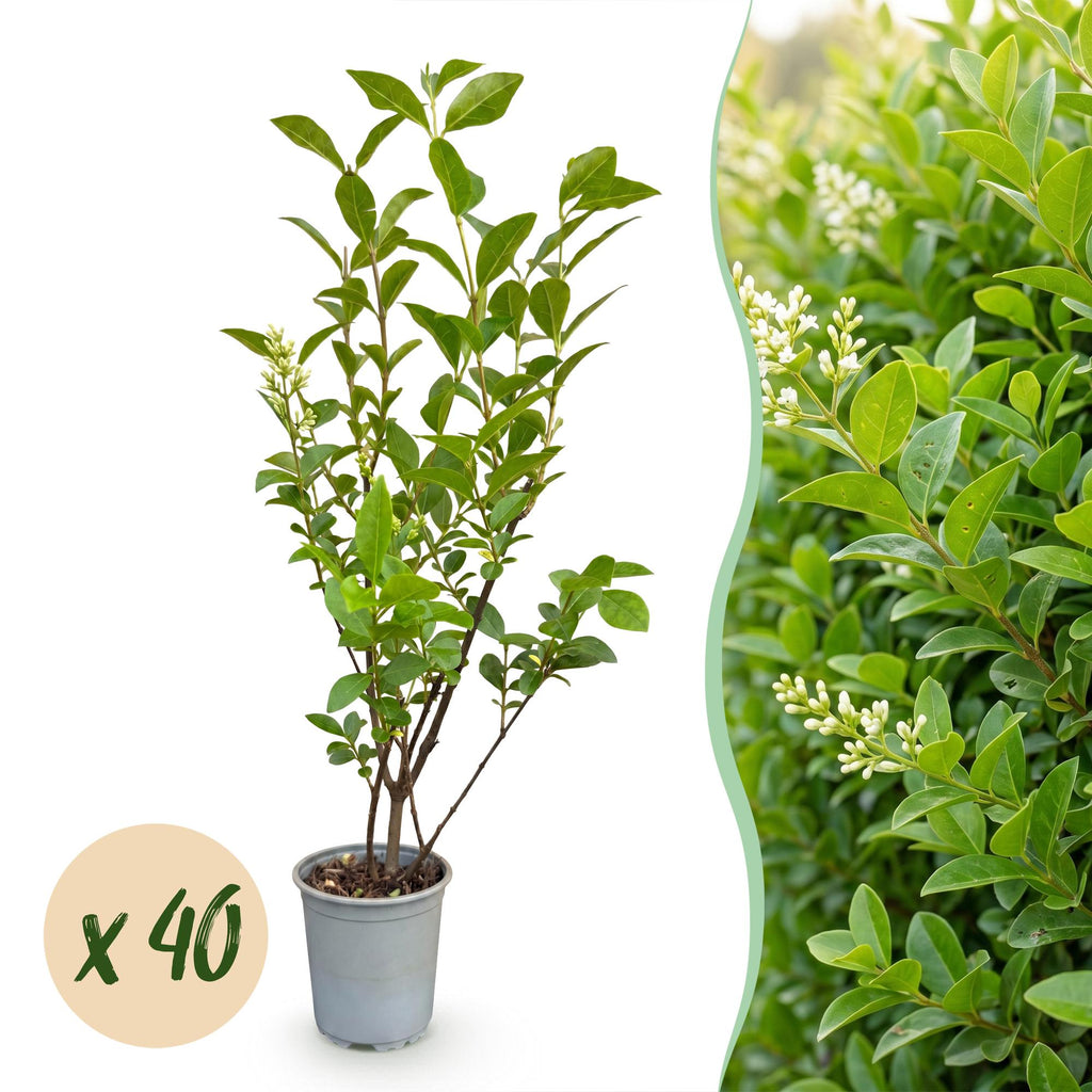 Ligustrum ovalifolium (common privet) – 40 plants, Ø9 cm, 35–45 cm high