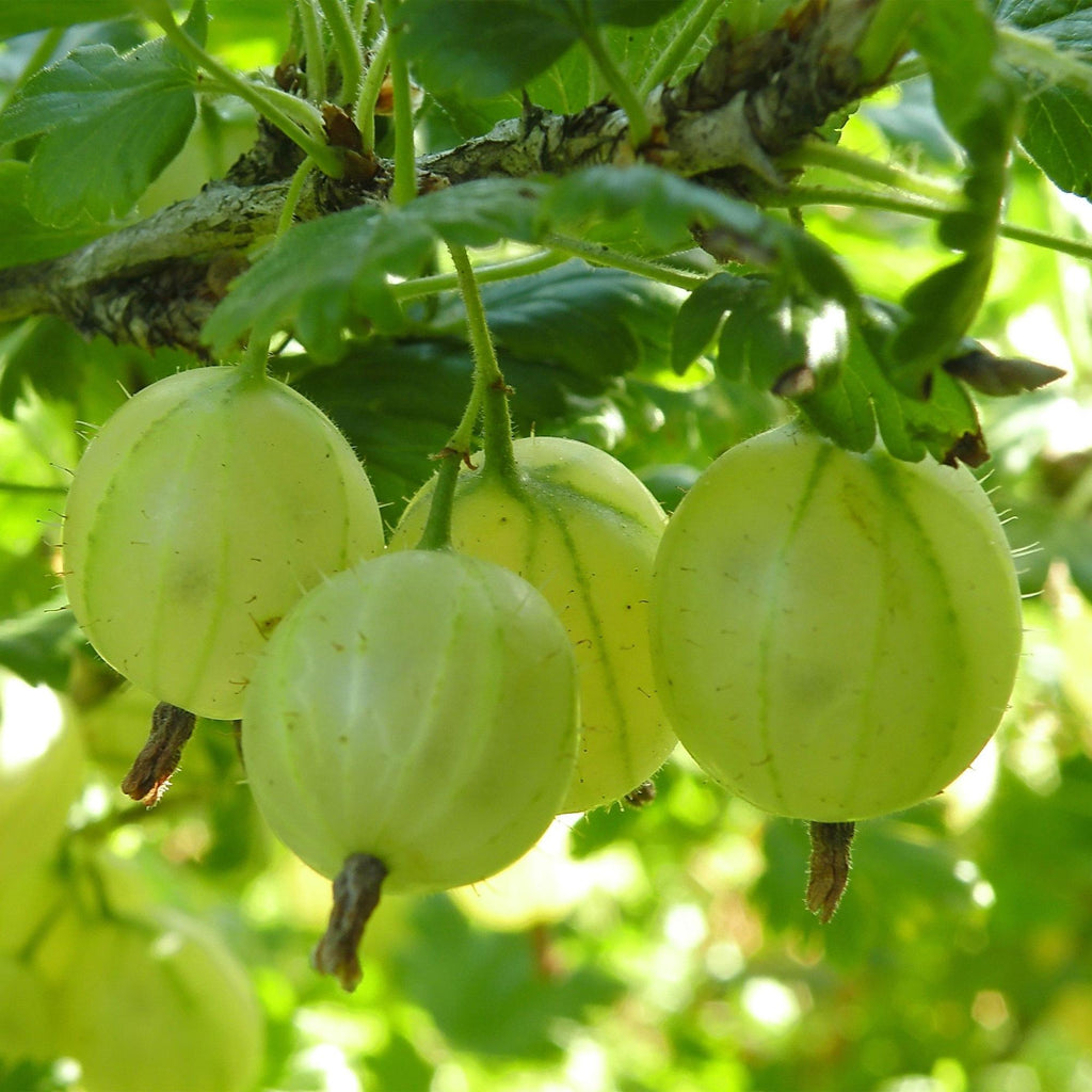 Ribes uva-crispa 'Hinnonmäki Grün' (ribes noir) – 2 plants, Ø15 cm, 50 cm de haut – photo 5