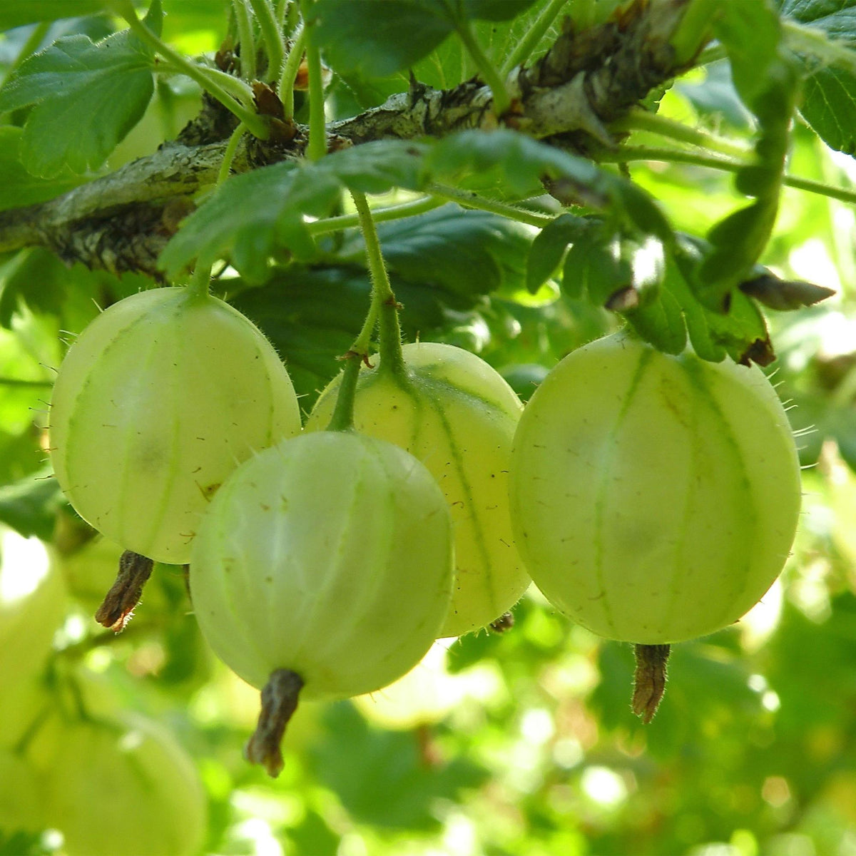 Ribes uva-crispa 'Hinnonmäki Grün' (kruisbes) – 2 planten, Ø15 cm, 50 cm hoog