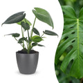 Monstera deliciosa (gatenplant) in Potter-sierpot grijs – Ø12 cm, 30 cm hoog