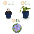 Geranium 'Rozanne' (Storchschnabel) – blau – 12 Pflanzen, Ø11 cm, 15–25 cm hoch