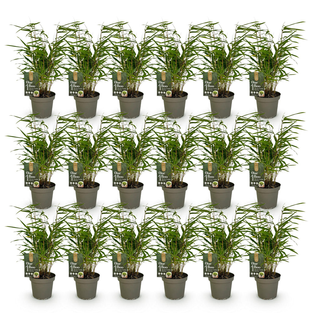 Fargesia rufa (bambou) – 18 plants, Ø14 cm, 35 cm de haut – photo 2