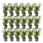 Fargesia rufa (bambou) – 18 plants, Ø14 cm, 35 cm de haut