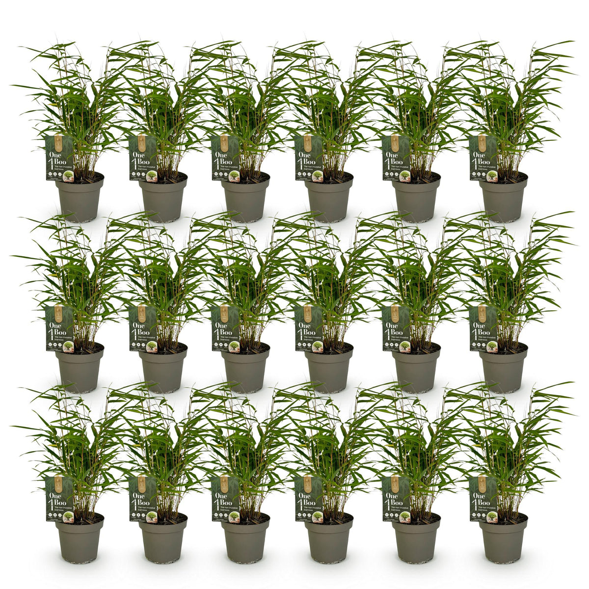 Fargesia rufa (bambou) – 18 plants, Ø14 cm, 35 cm de haut – photo 2
