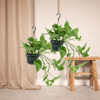 2× Epipremnum aureum (scindapsus) – Ø15 cm, 25 cm hoog
