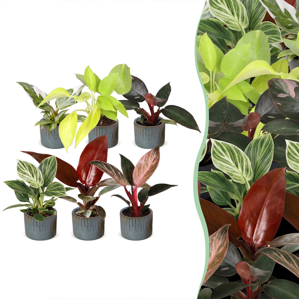 6× Baby Philodendron Family incl. Linnea Misty Blue – Ø6 cm, 10–15 cm high