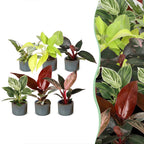 6× Baby Philodendron Family incl. Linnea Misty Blue – Ø6 cm, 10–15 cm high